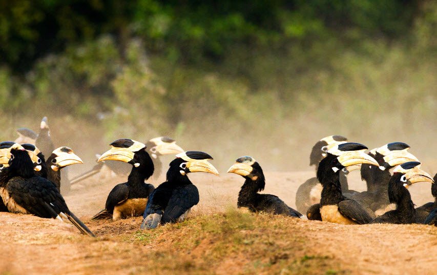 Dandeli Wildlife Sanctuary, Uttara Kannada (Karwar), Karnataka - Vushii.com Dandeli Wildlife Sanctuary, Uttara Kannada (Karwar), Karnataka - Vushii.com